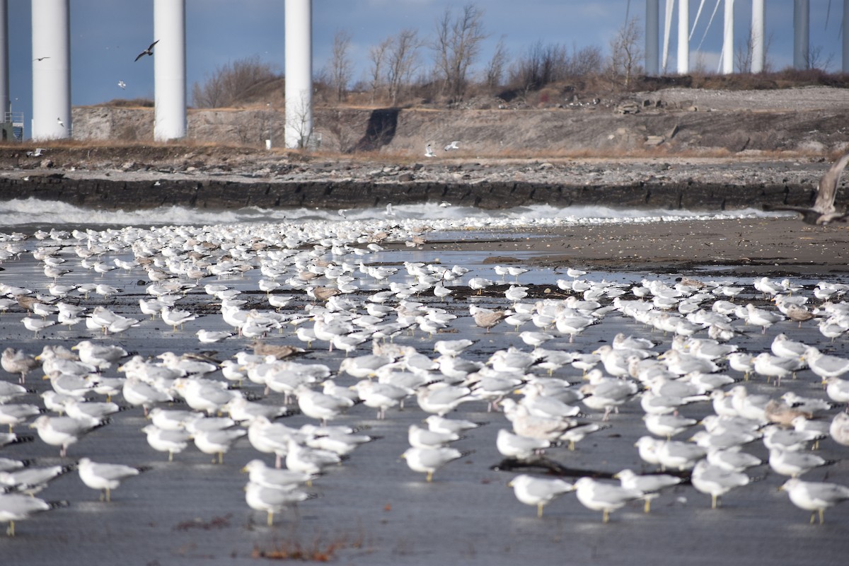 Ring-billed Gull - ML646004333