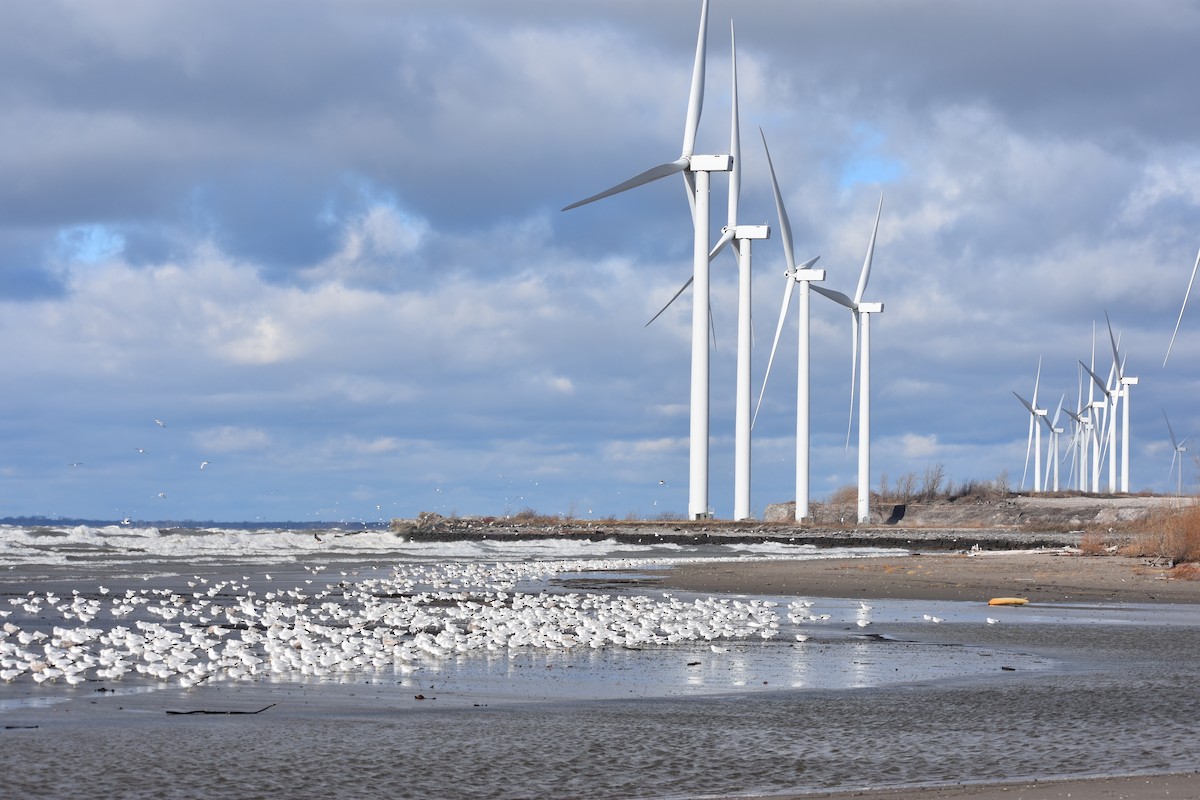 Ring-billed Gull - ML646004334