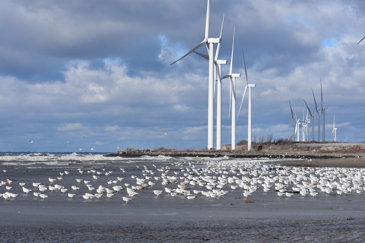 Ring-billed Gull - ML646004335