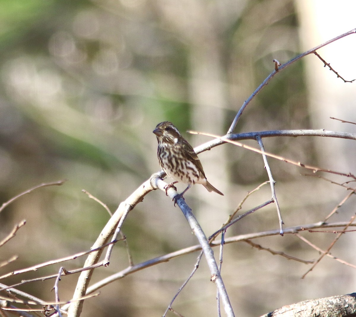 ムラサキマシコ - ML646004348