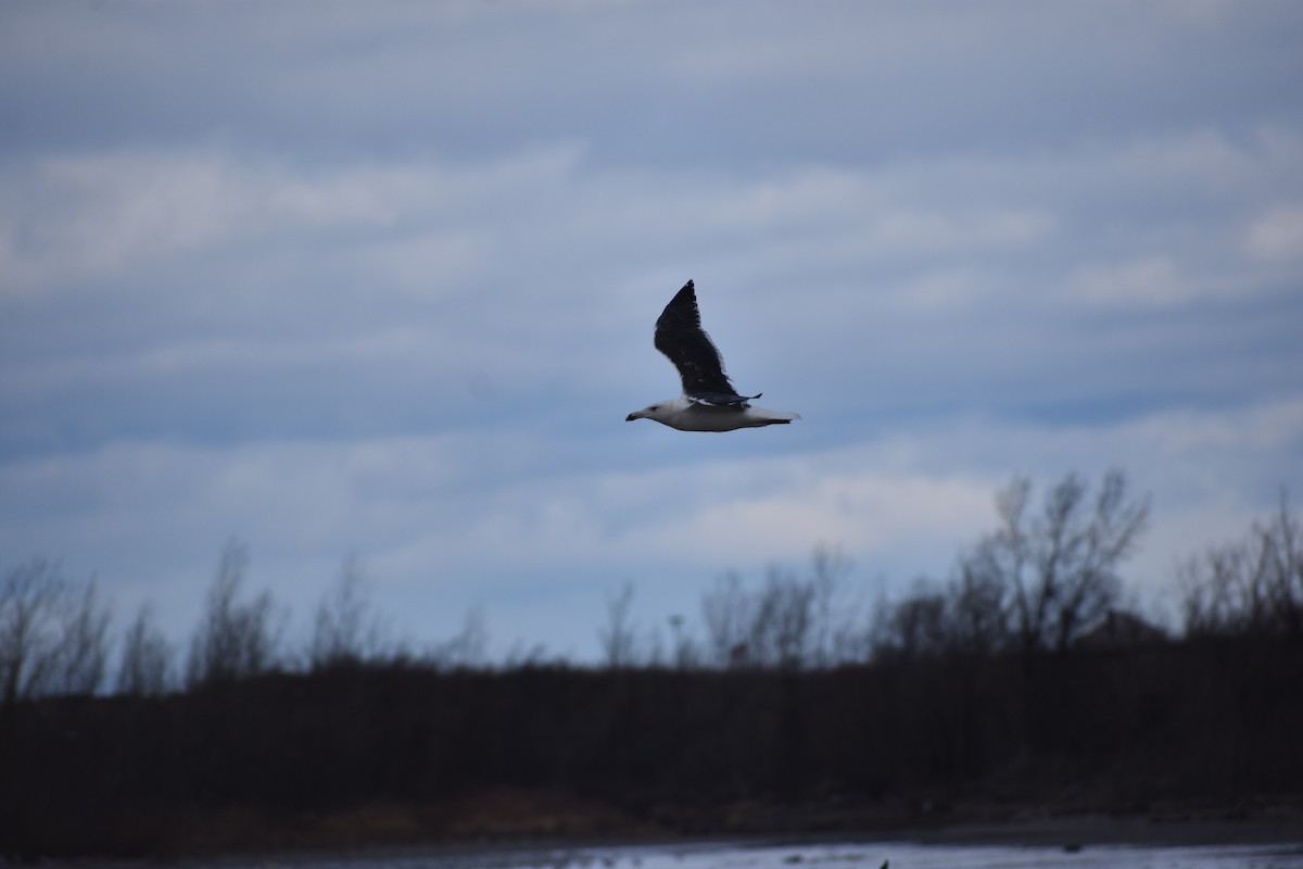 Great Black-backed Gull - ML646004365