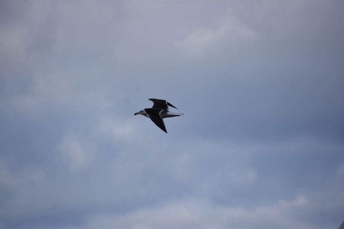 Great Black-backed Gull - ML646004366