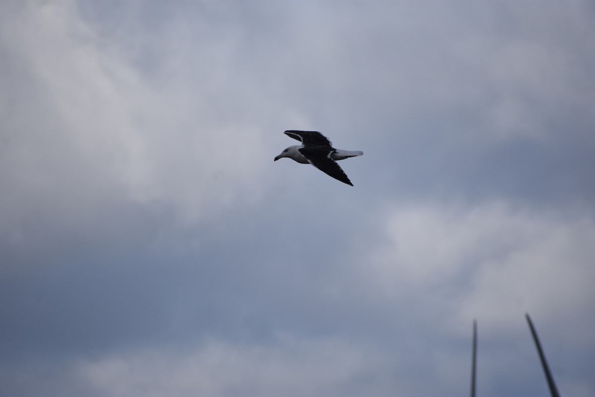 Great Black-backed Gull - ML646004367