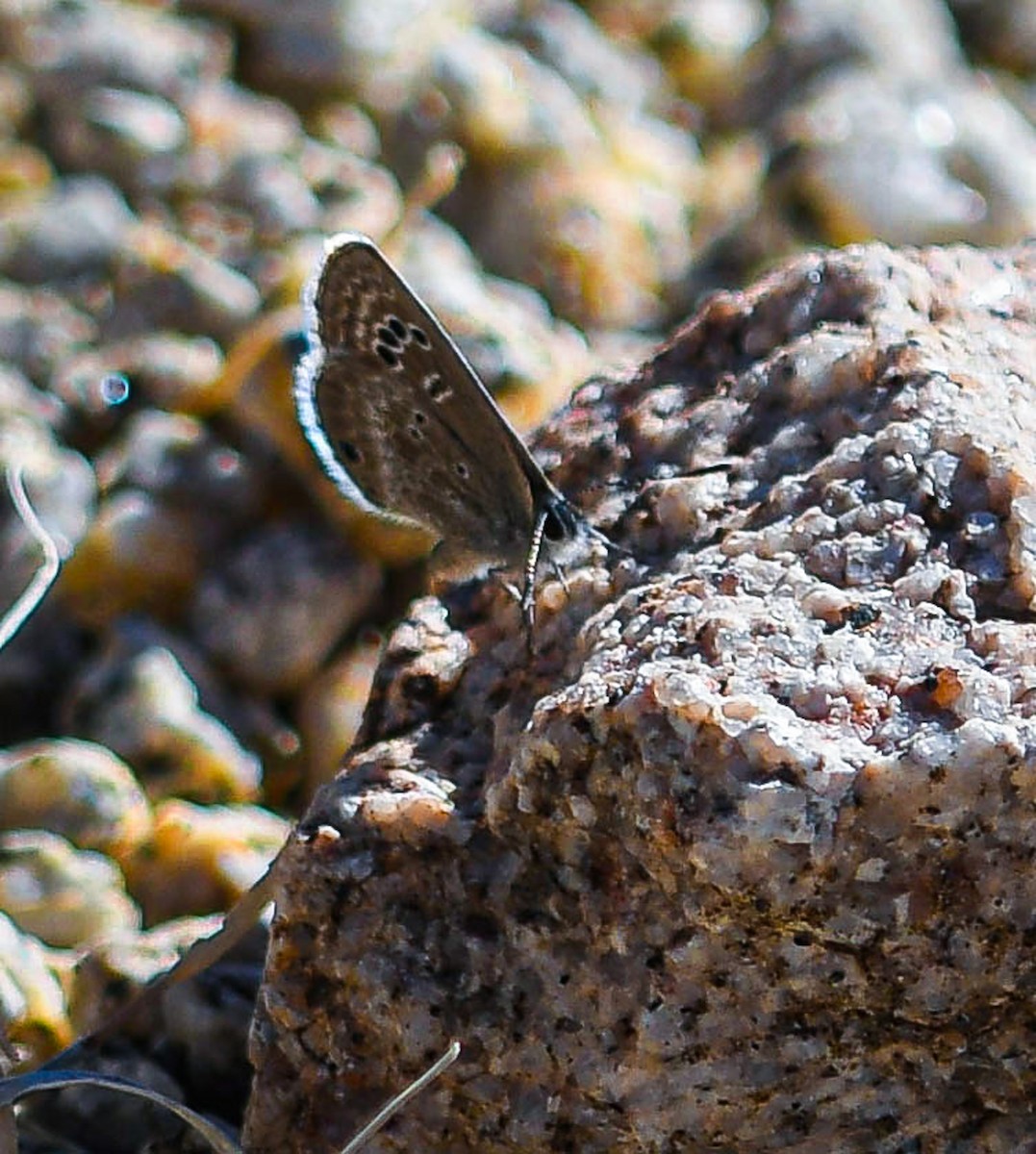 Reakirt's Blue - ML646004368