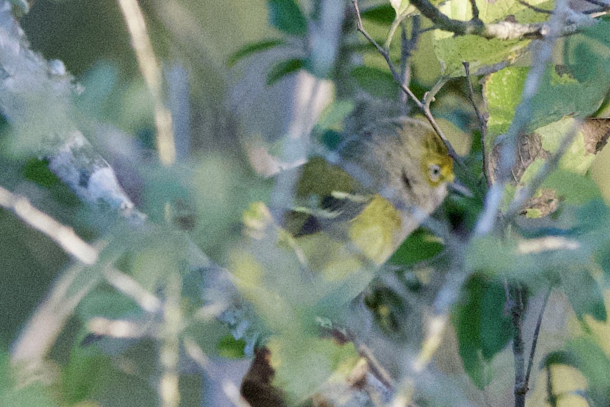 Weißaugenvireo - ML646004375