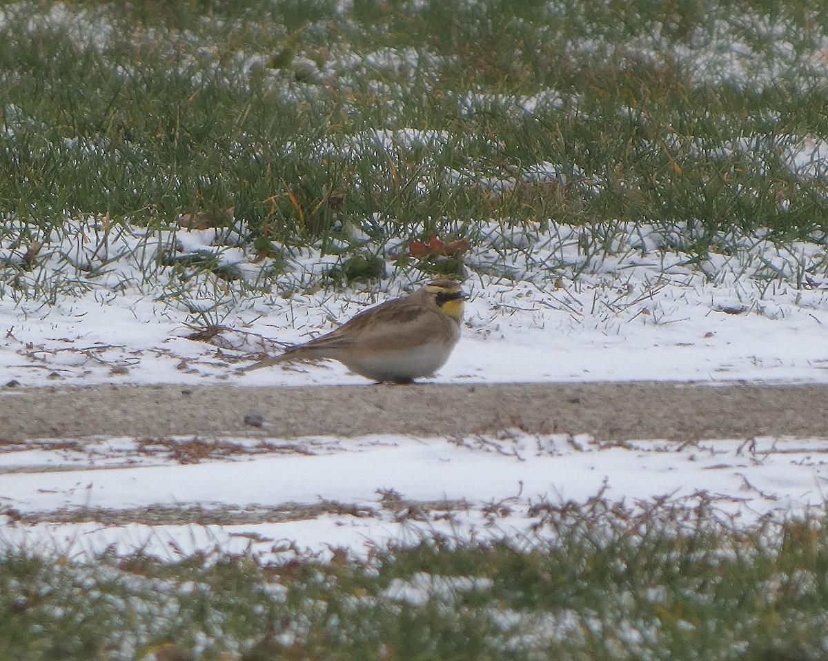 Horned Lark - ML646004387