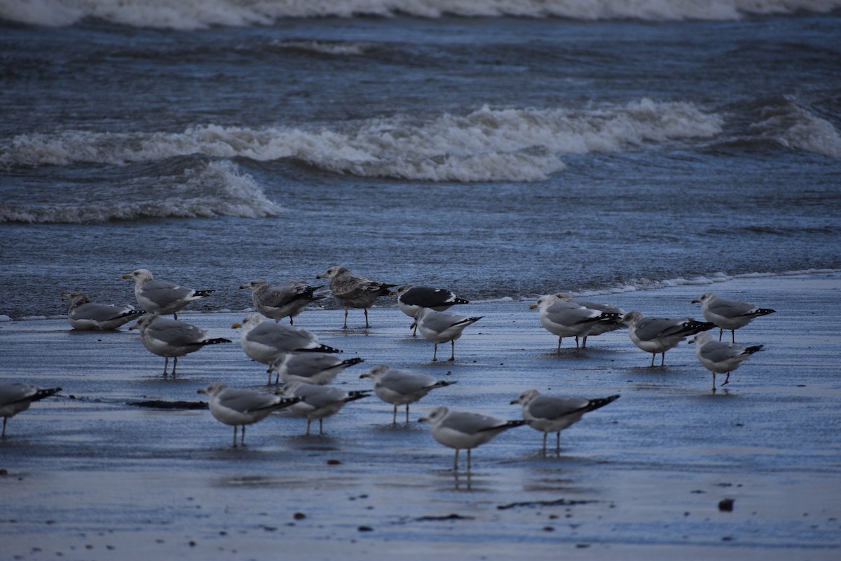 Lesser Black-backed Gull - ML646004392