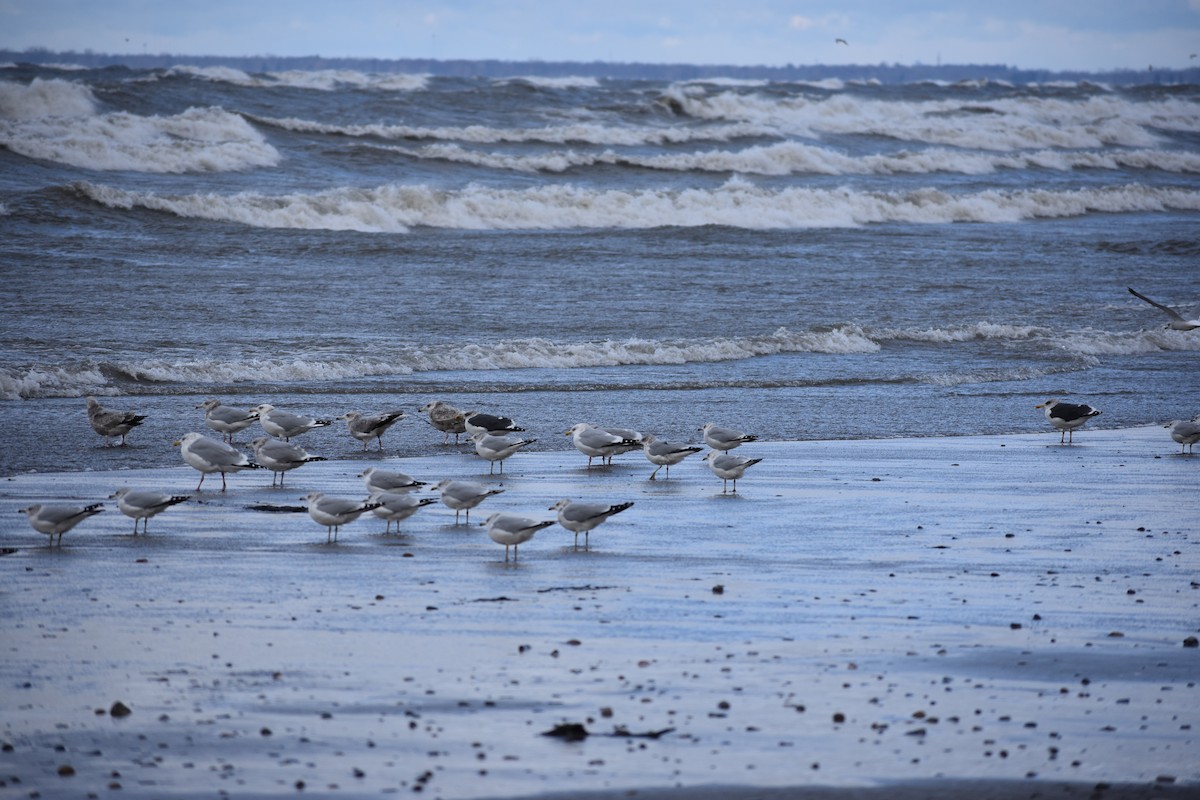 Lesser Black-backed Gull - ML646004393