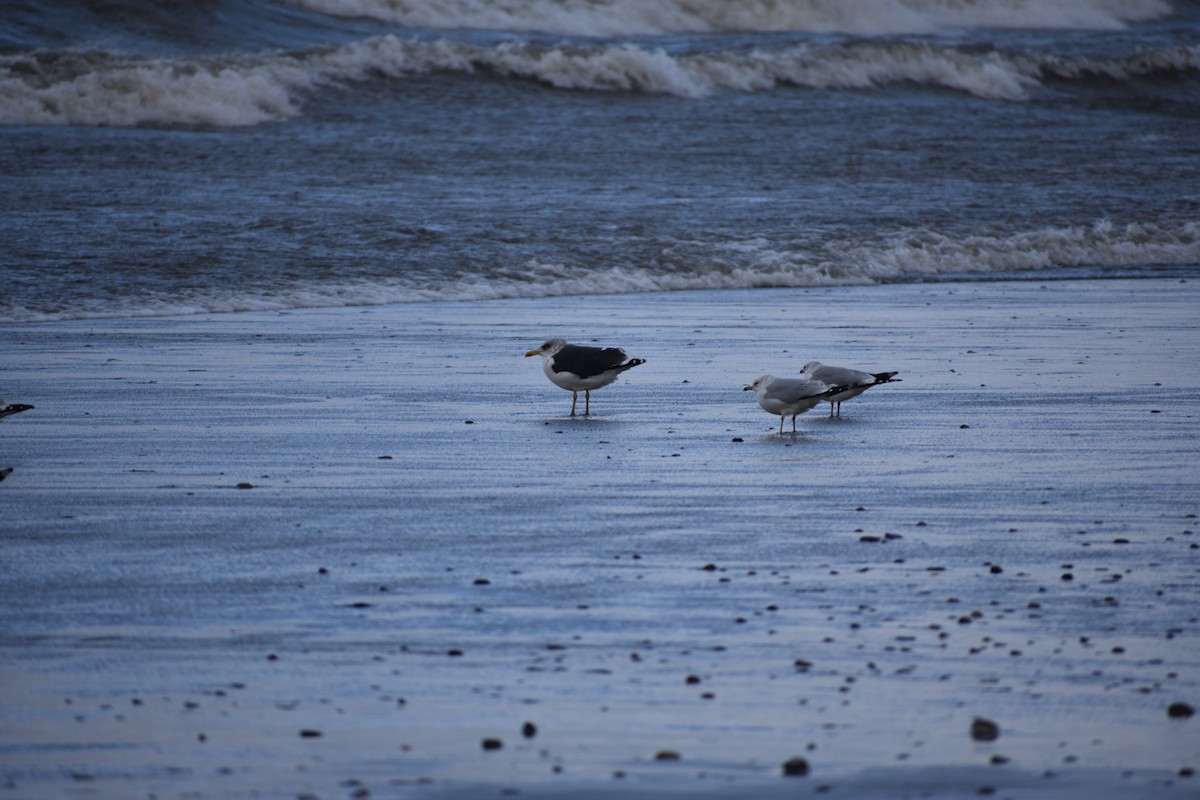 Lesser Black-backed Gull - ML646004394