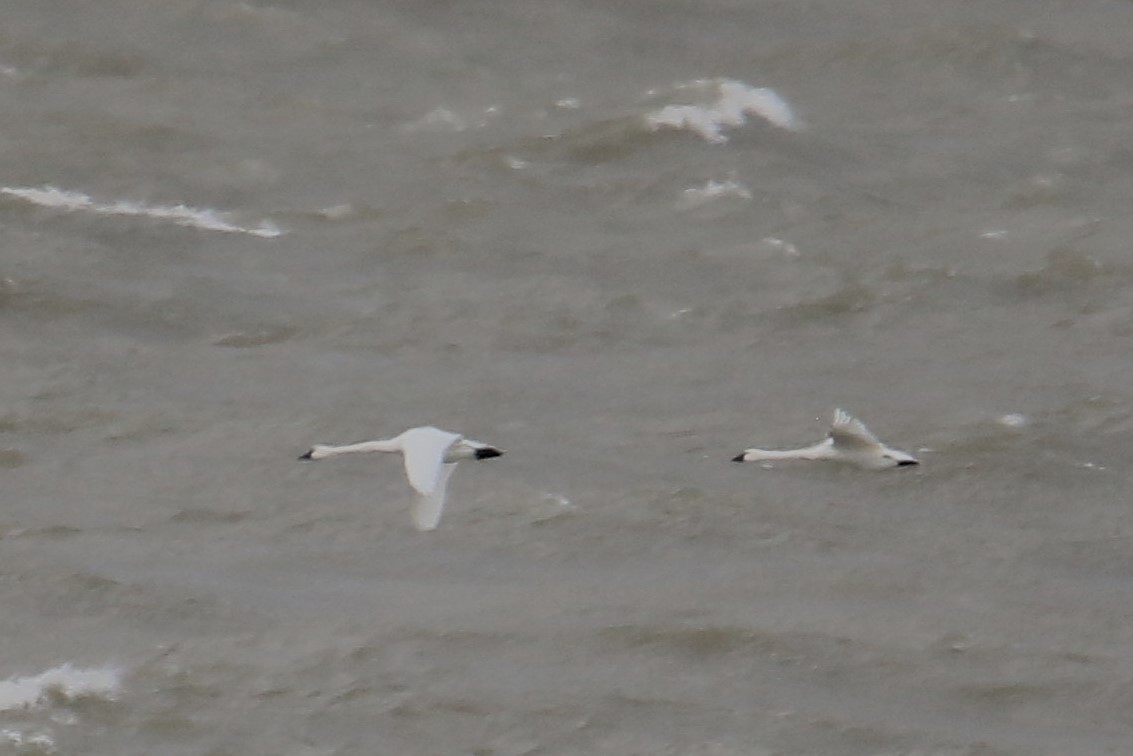 Гунгар хун - ML646004407