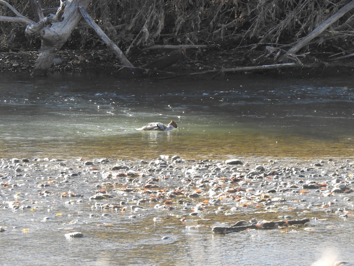 Common Merganser - ML646004408