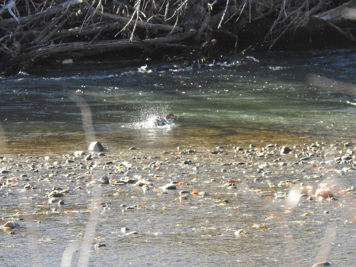 Common Merganser - ML646004409