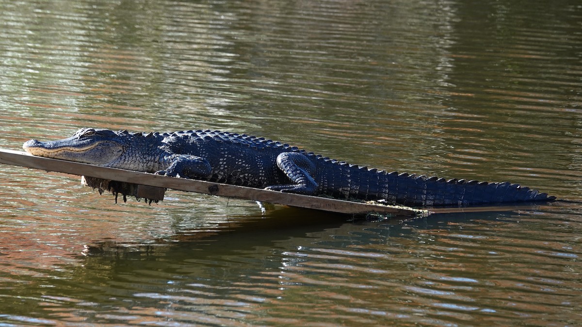 Alligatore del Mississippi - ML646004420