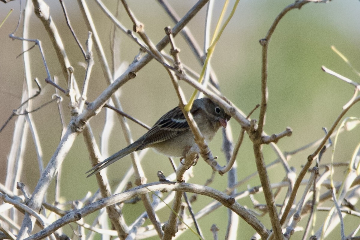 Field Sparrow - ML646004421