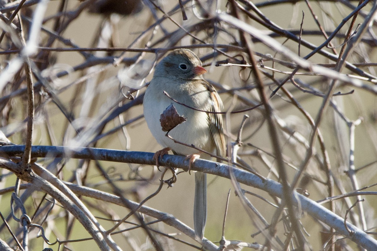 Field Sparrow - ML646004422
