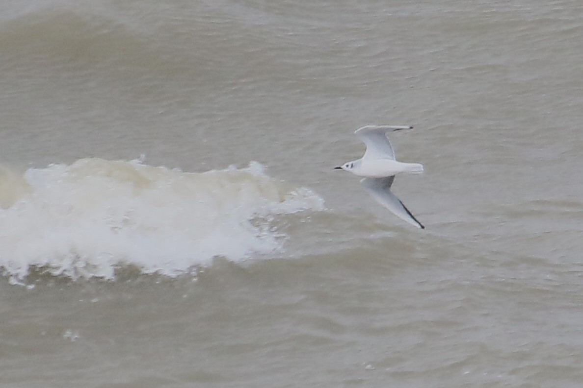 Bonaparte's Gull - ML646004428