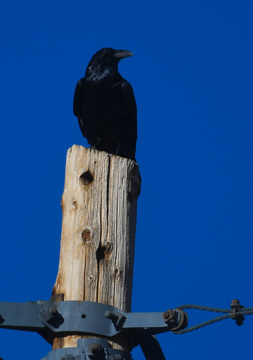Common Raven - ML646004455