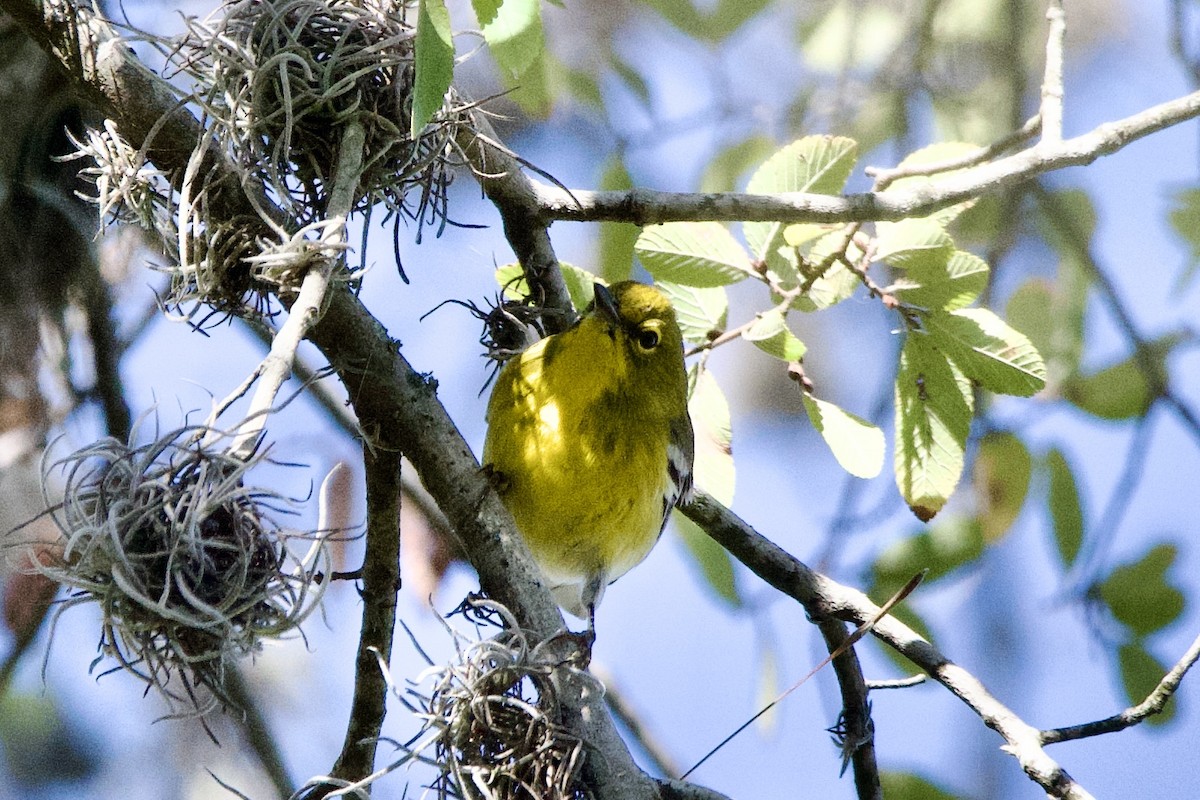 Kiefernwaldsänger - ML646004474