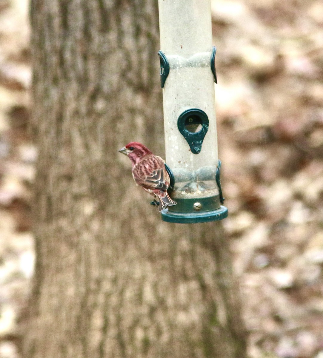 ムラサキマシコ - ML646004482