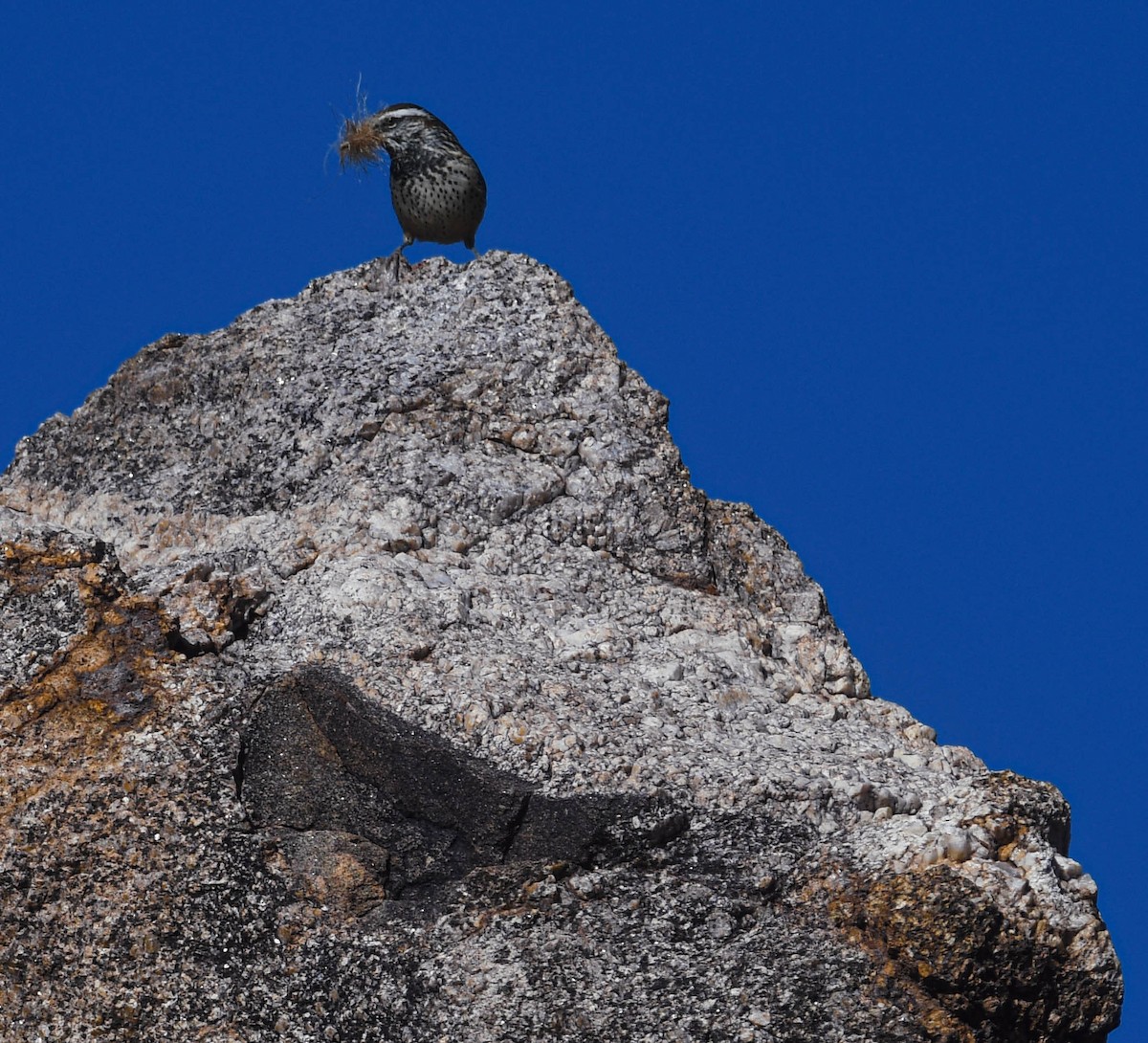 Cactus Wren - ML646004483