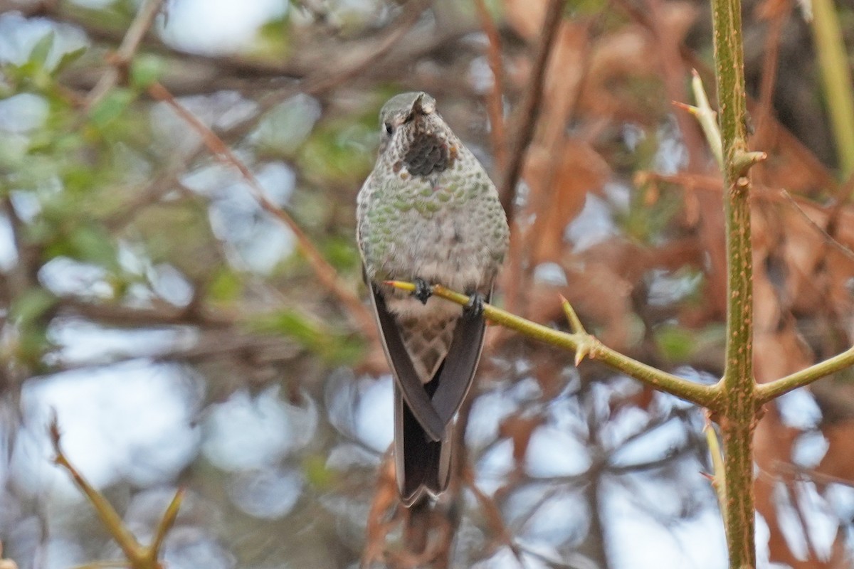 スミレフタオハチドリ - ML646004492