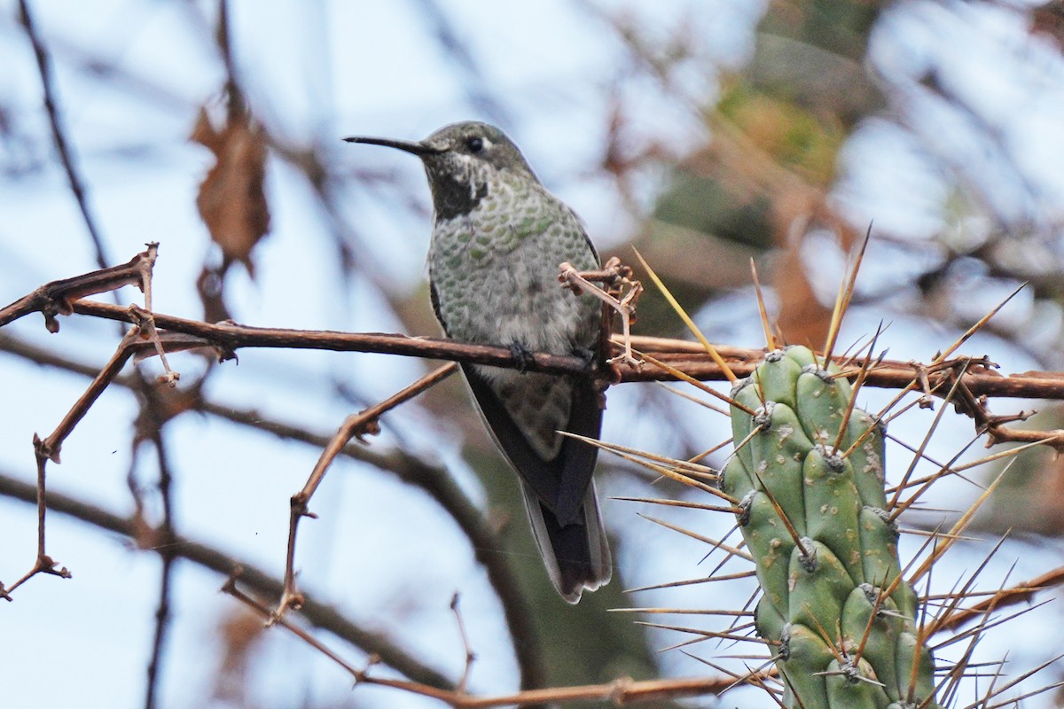 スミレフタオハチドリ - ML646004493