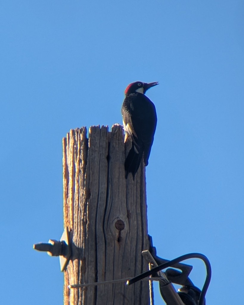 Acorn Woodpecker - ML646004496