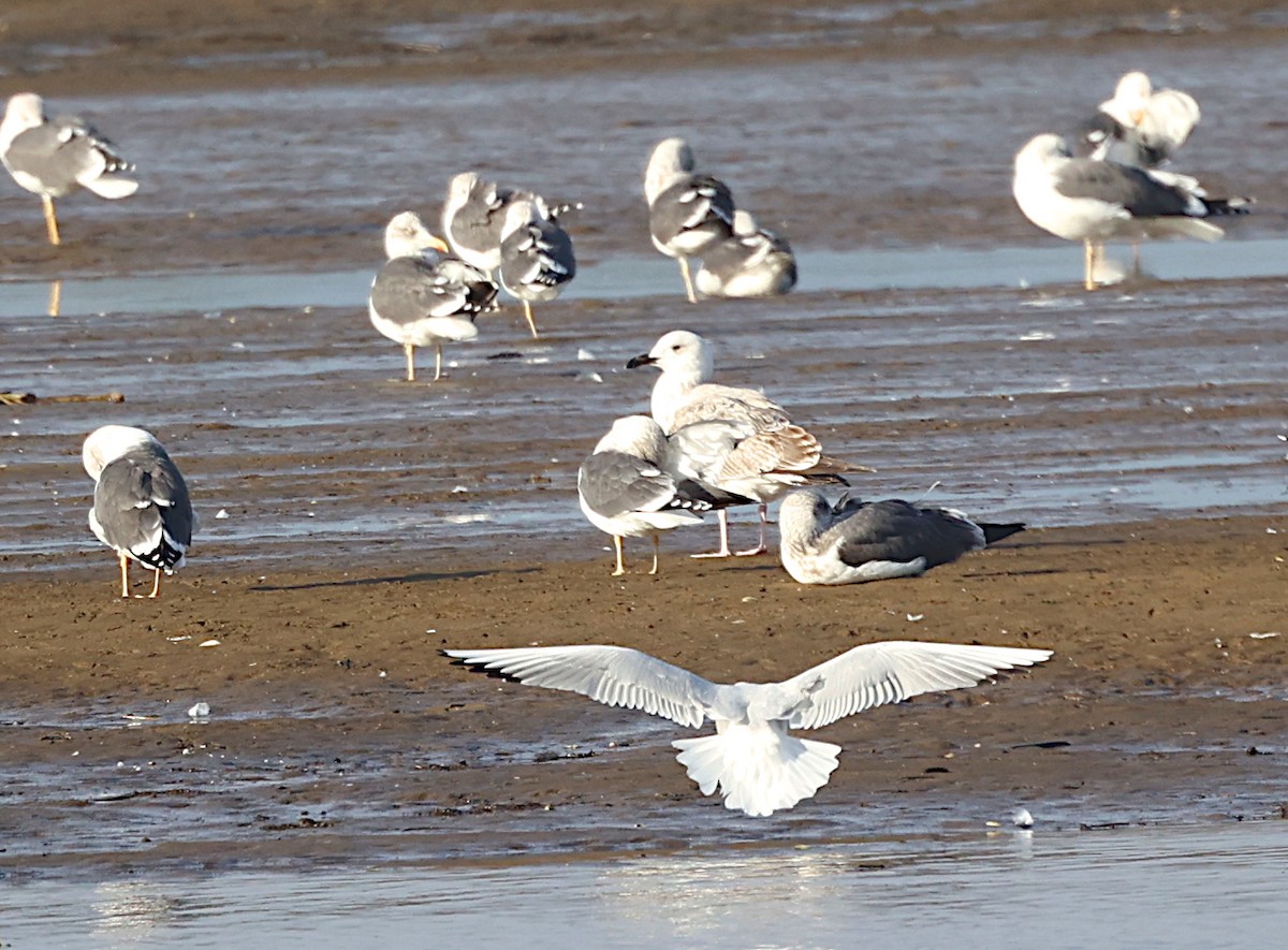 Caspian Gull - ML646004497