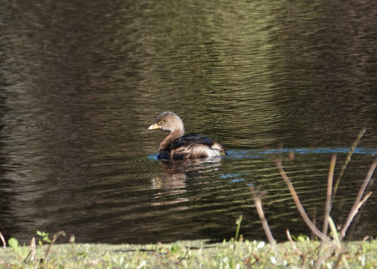 Pied-billed Grebe - ML646004502