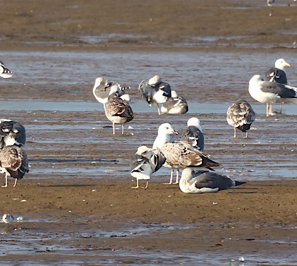 Caspian Gull - ML646004503