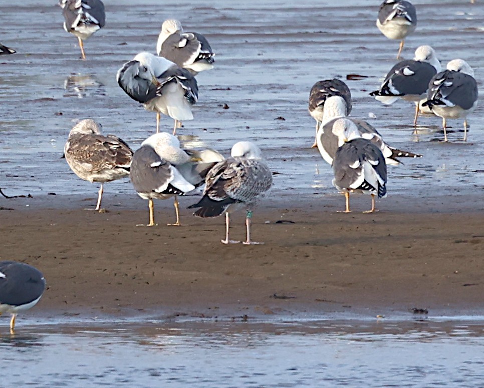 Caspian Gull - ML646004508