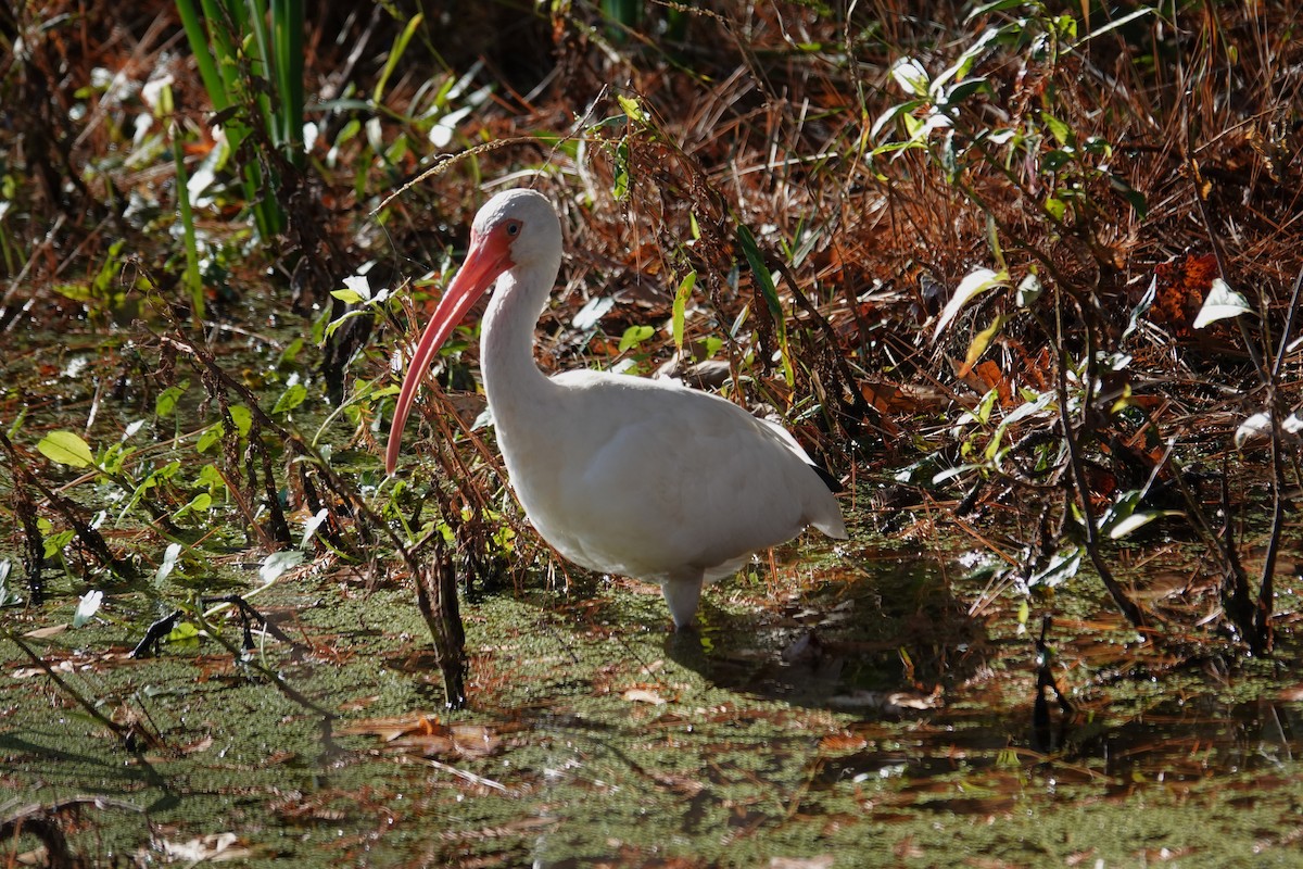 White Ibis - ML646004523