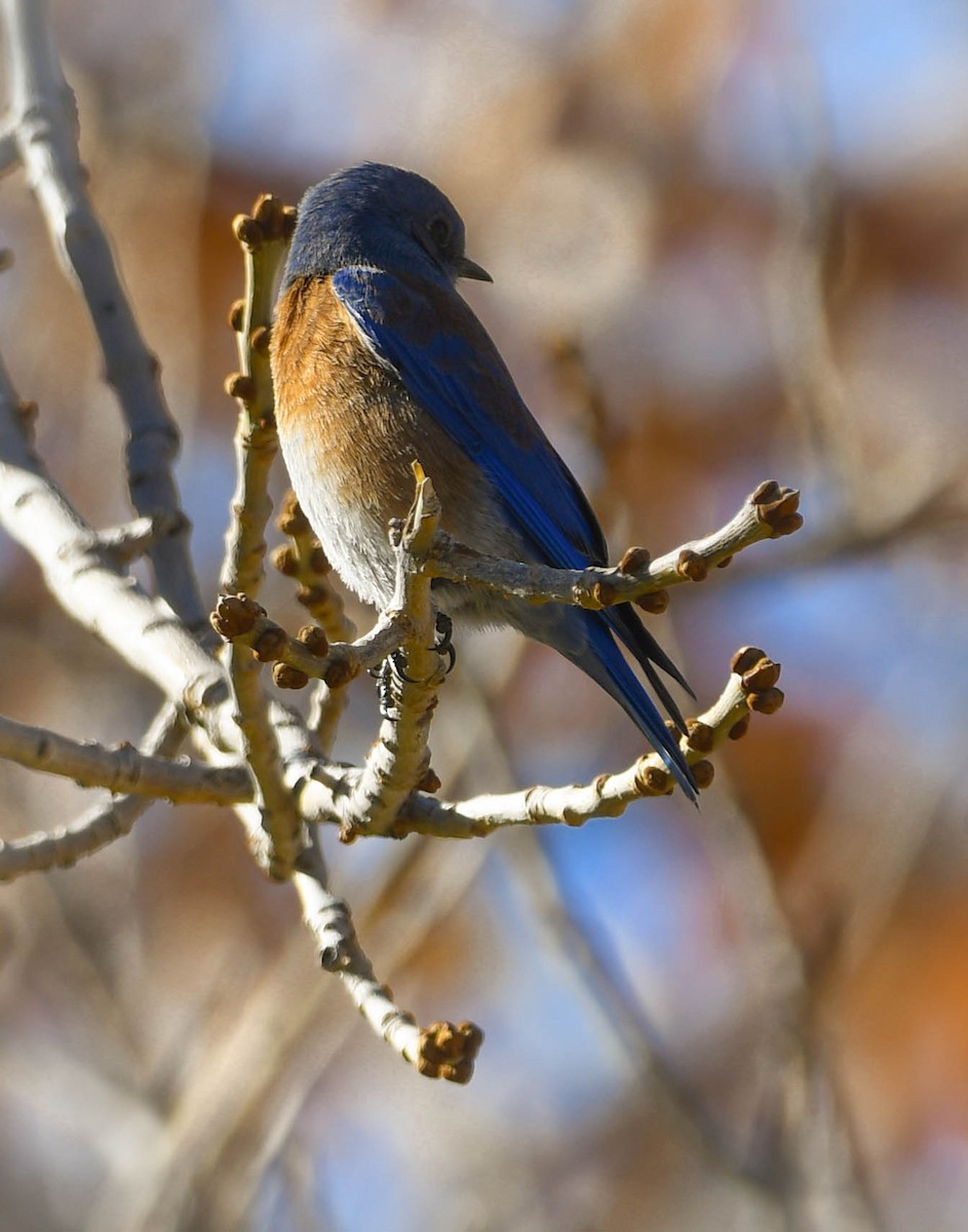 Western Bluebird - ML646004524