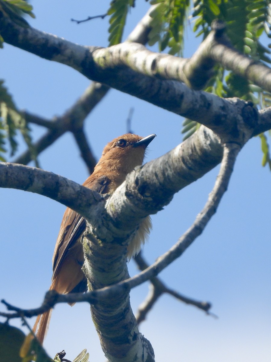 Cinnamon Attila - ML646004535