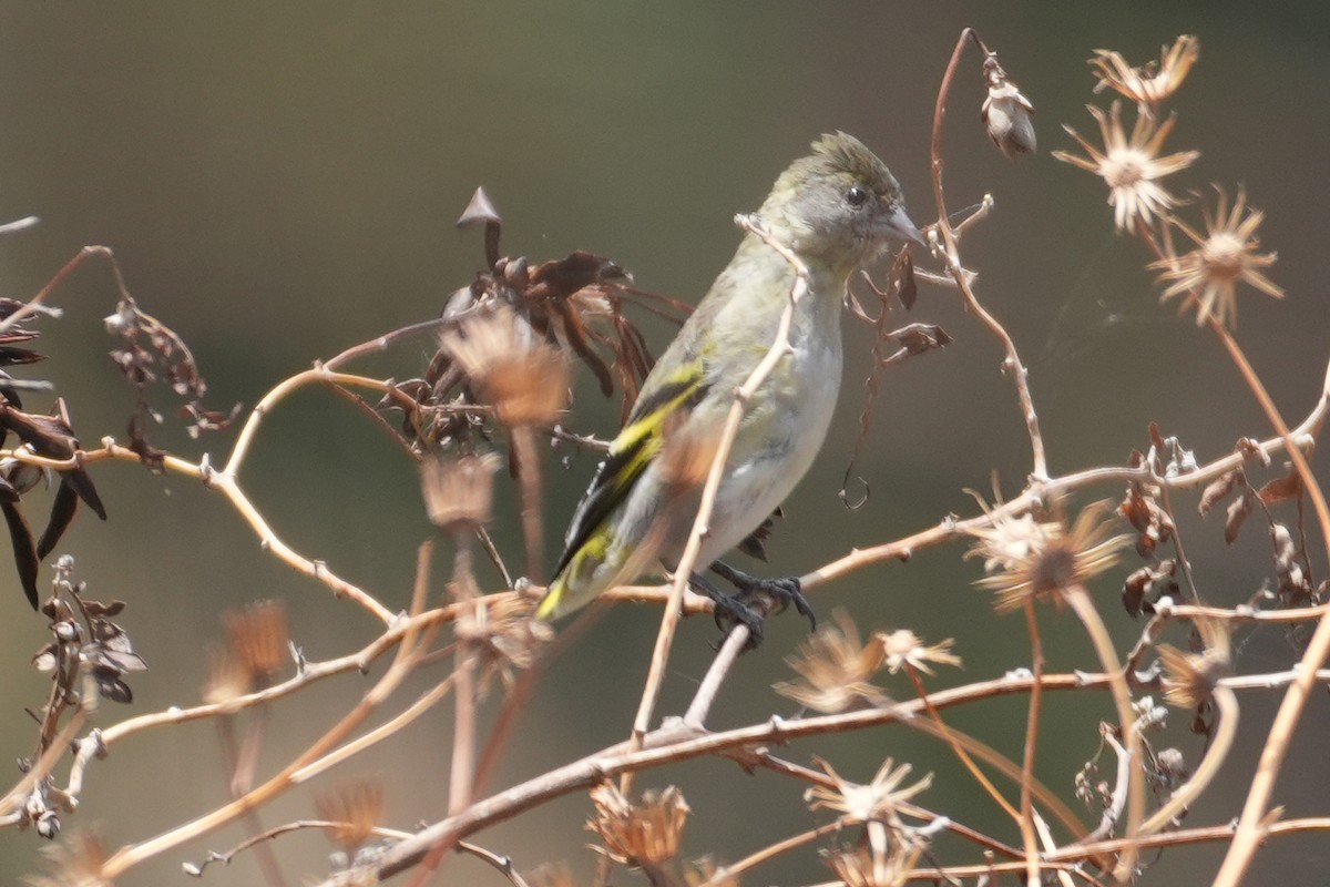 Hooded Siskin - ML646004539