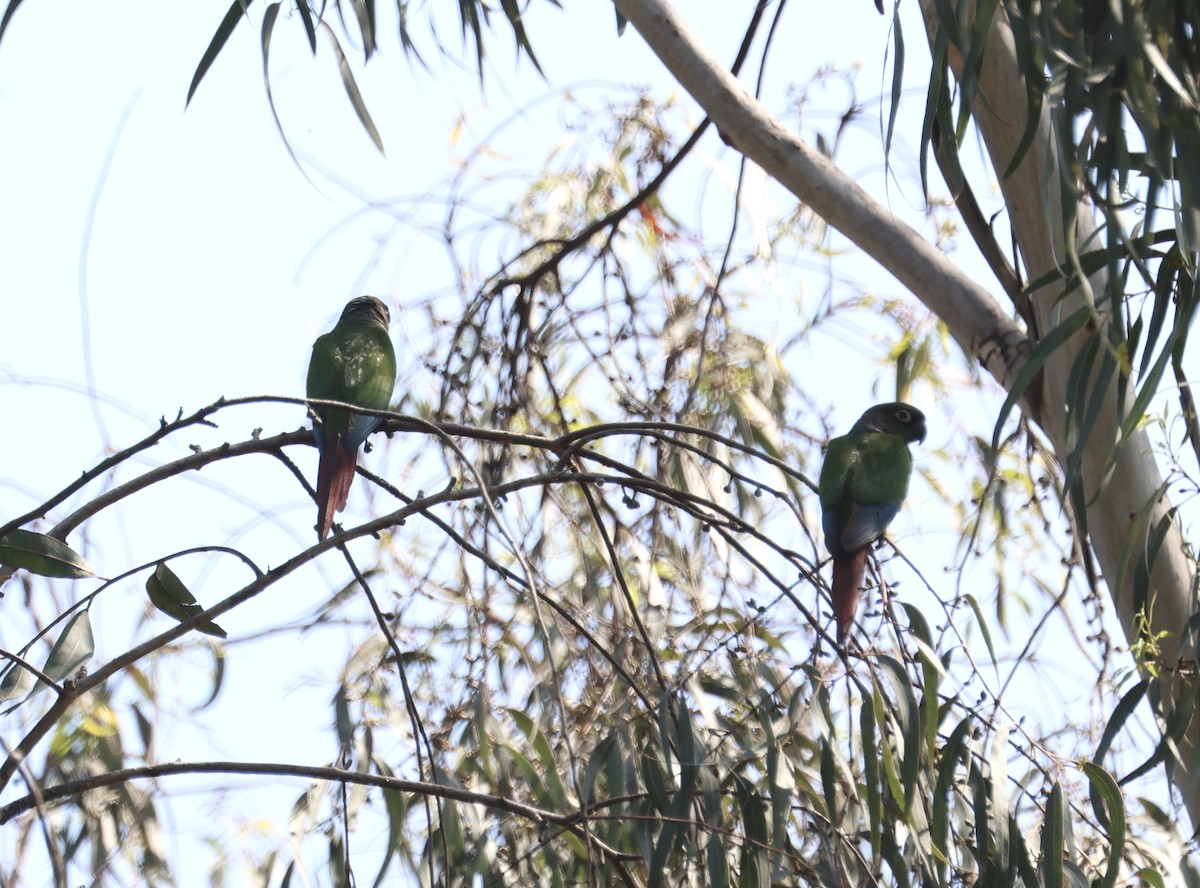 Green-cheeked Parakeet - ML646004542