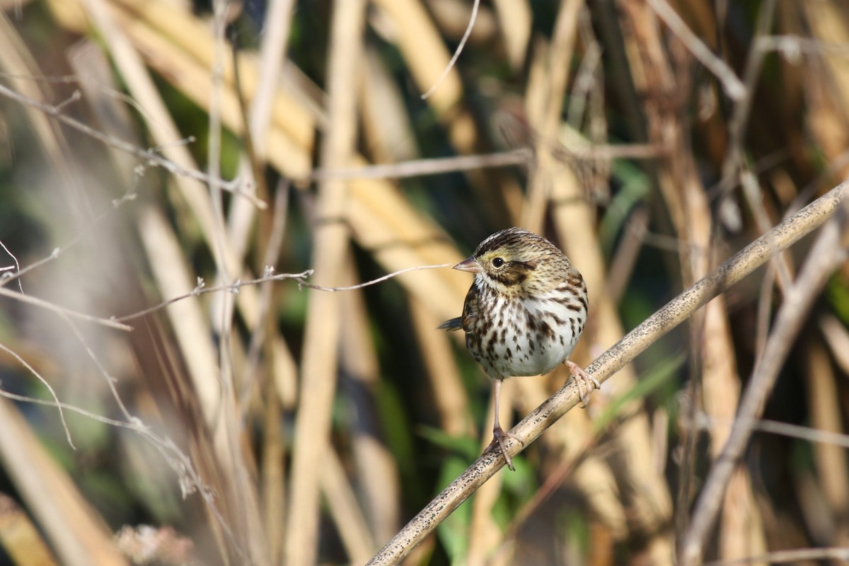 Savannah Sparrow - ML646004547