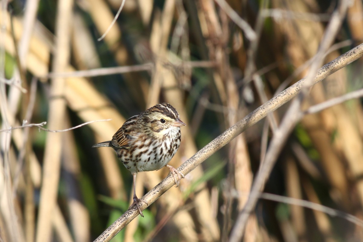Savannah Sparrow - ML646004548