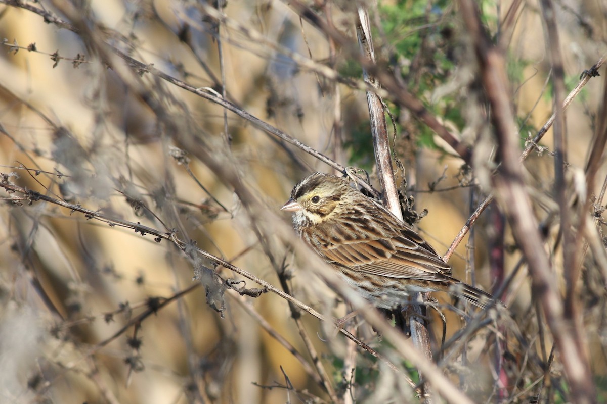 Savannah Sparrow - ML646004549