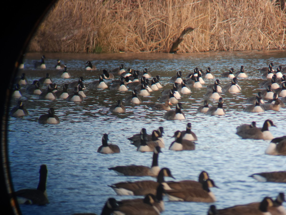Greater White-fronted Goose - ML646004555