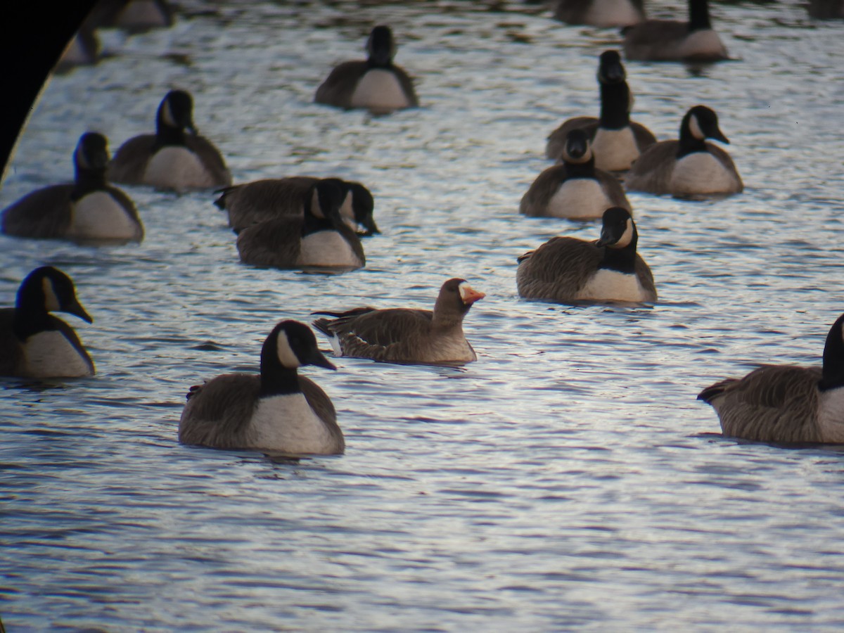 Greater White-fronted Goose - ML646004556