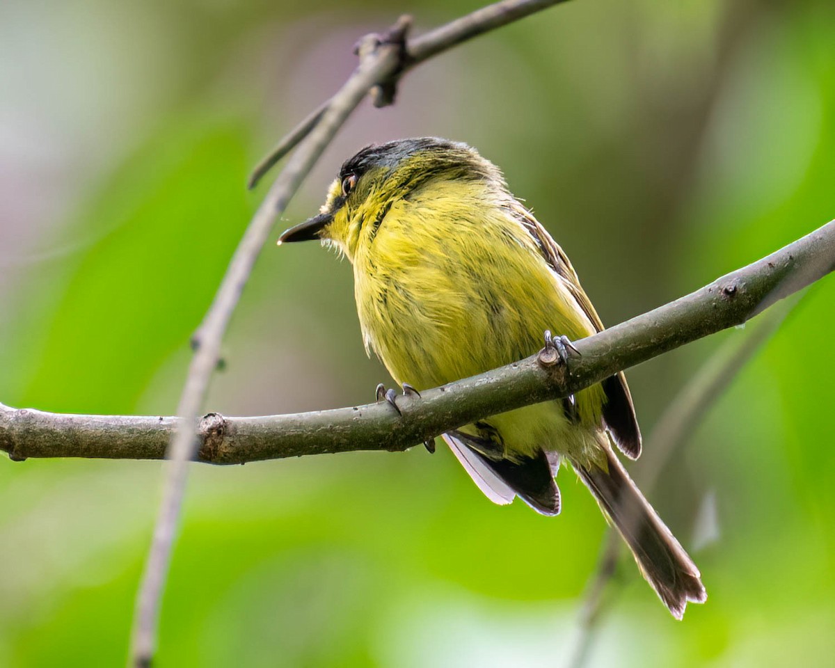 Gray-headed Tody-Flycatcher - ML646004558