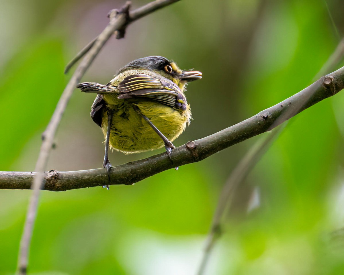 Gray-headed Tody-Flycatcher - ML646004559