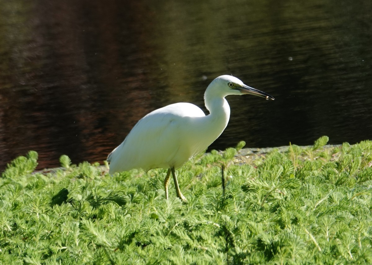Little Blue Heron - ML646004560