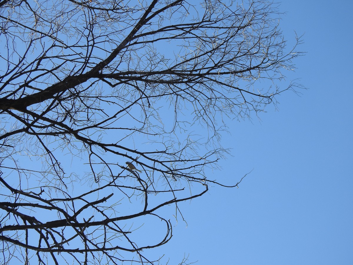 Black-capped Chickadee - ML646004564