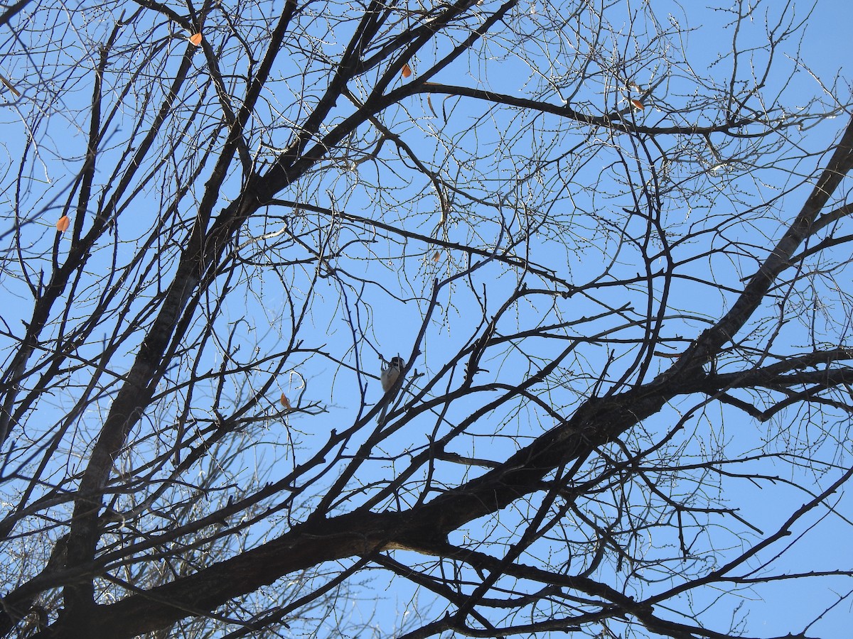 Black-capped Chickadee - ML646004565