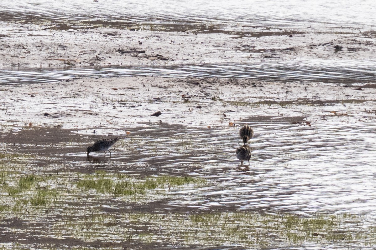 Wilson's Snipe - ML646004566