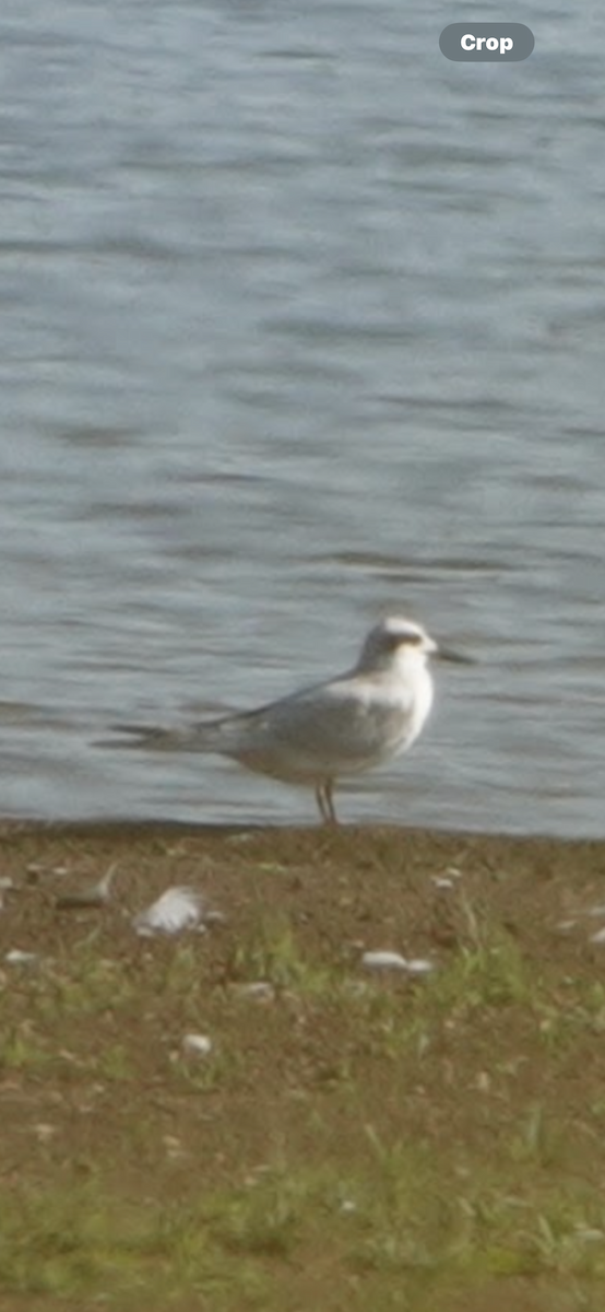 Forster's Tern - ML646004570