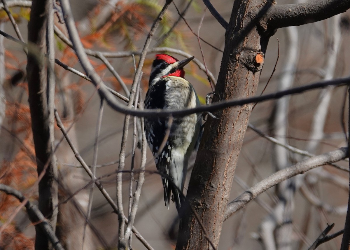 Gelbbauch-Saftlecker - ML646004571