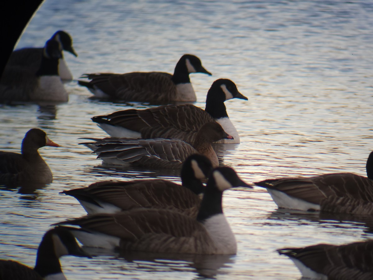 Pink-footed Goose - ML646004577